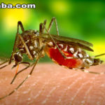 Sobe para 273 o nº de casos de febre chikungunya confirmados no Ceará