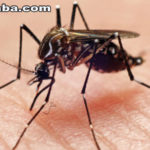 Número de casos de dengue no Ceará cai 68%, afirma secretaria