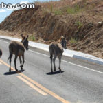 Cresce 49% o número e animais abandonados nas rodovias do Ceará