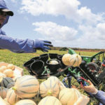 Ceará tem potencial para quadruplicar área irrigada, diz secretário