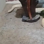 Cobra píton resgatada em Mucambo segue em tratamento em Sobral