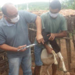 Prefeitura de Sobral realiza vacinação contra clostriodioses em caprinos e ovinos