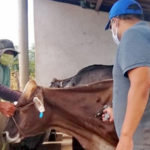 Prefeitura de Sobral apoia Vacinação contra febre aftosa em bovinos