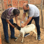 Prefeitura de Sobral oferece atendimento técnico a criadores de ovinos no distrito de Jaibaras