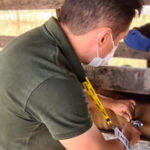 Agência de Defesa Agropecuária realiza vacinação assistida contra febre aftosa em bovinos