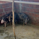 Criação irregular de suínos em zona urbana é inspecionada no distrito de Jaibaras