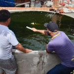 Prefeitura realiza ação de Assistência Técnica em piscicultura no distrito de Salgado dos Machados