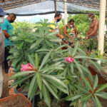 Produtores de plantas ornamentais de Jaibaras recebem serviço de Assistência Técnica