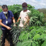 Produtores de hortaliças e macaxeira do distrito de Pedra de Fogo recebem Assistência Técnica