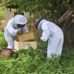 Prefeitura de Sobral realiza assistência técnica em apicultura no distrito de Aracatiaçu