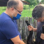 Prefeitura de Sobral realiza vermifugação e castração de ovinos e caprinos em Aracatiaçu