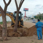 AMA realiza o transplante de árvores localizadas na Avenida Padre Francisco Sadoc de Araújo