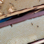 Técnicos prestam assistência técnica em apicultura no distrito de Taperuaba