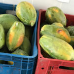 Sobral é contemplada com R$600 mil para execução do Programa Alimenta Brasil