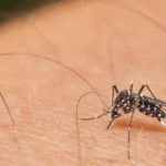 Juazeiro do Norte tem 100 vezes mais casos de Chikungunya em 2022 do que nos últimos 3 anos