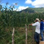 Produtores do distrito de Taperuaba recebem orientação para a produção de silagem
