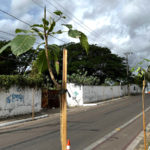 Novo corredor verde começa a ser implantado no bairro Sinhá Sabóia