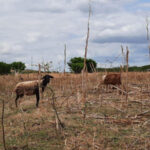 Em 40 anos, CE foi estado do Nordeste que mais perdeu vegetação nativa para áreas de pastagens