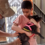 Vacinação antirrábica em Sobral alcança 75% da população canina e felina