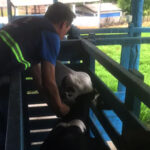 STDE realiza vacinação assistida contra febre aftosa em bovinos em Salgado dos Machados