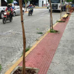 Agência Municipal do Meio Ambiente realiza poda e adubação de árvores no Centro de Sobral