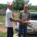 STDE realiza entrega de mudas de Gliricídia para produtores de Caracará e Aracatiaçu