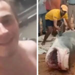 Restos mortais de russo de 23 anos são encontrados no estômago de tubarão no Egito