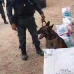 Cão policial encontra 744 gramas de maconha em colchão que seria entregue a preso no CE