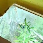 Em Fortaleza, Polícia Civil prende homem que tinha estufa artesanal para plantio de maconha